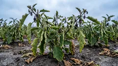 Warum Auberginen ihre Farbe verlieren: Sie haben die Temperatur nicht im Auge behalten