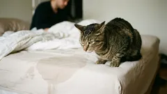 Die Katze hat angefangen, ihr Geschäft auf dem Bett ihres Besitzers zu verrichten. Was sind die Gründe dafür und wie lässt sich das Problem beheben?