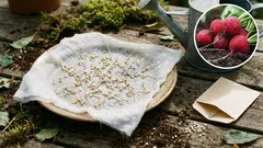 Radieschen im Garten anpflanzen: Ein einfaches Geheimnis für perfekte Knollen.