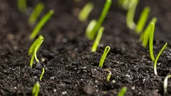 So züchtest du Speisezwiebeln aus Samen in einer einzigen Vegetationsperiode