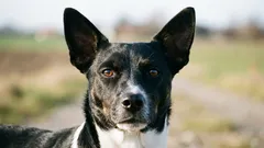 Dänisch-schwedischer Bauernhund: eine kleine Arbeitshunderasse mit einem überraschend breiten Genpool